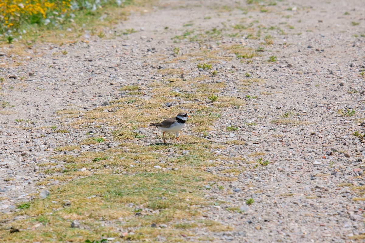 Common Ringed Plover - ML620984132