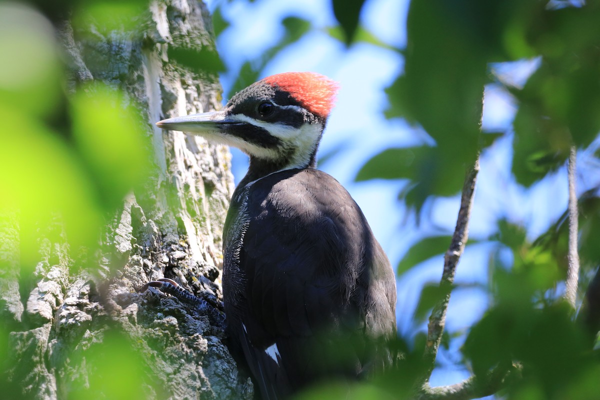 Pileated Woodpecker - Ryan Leys