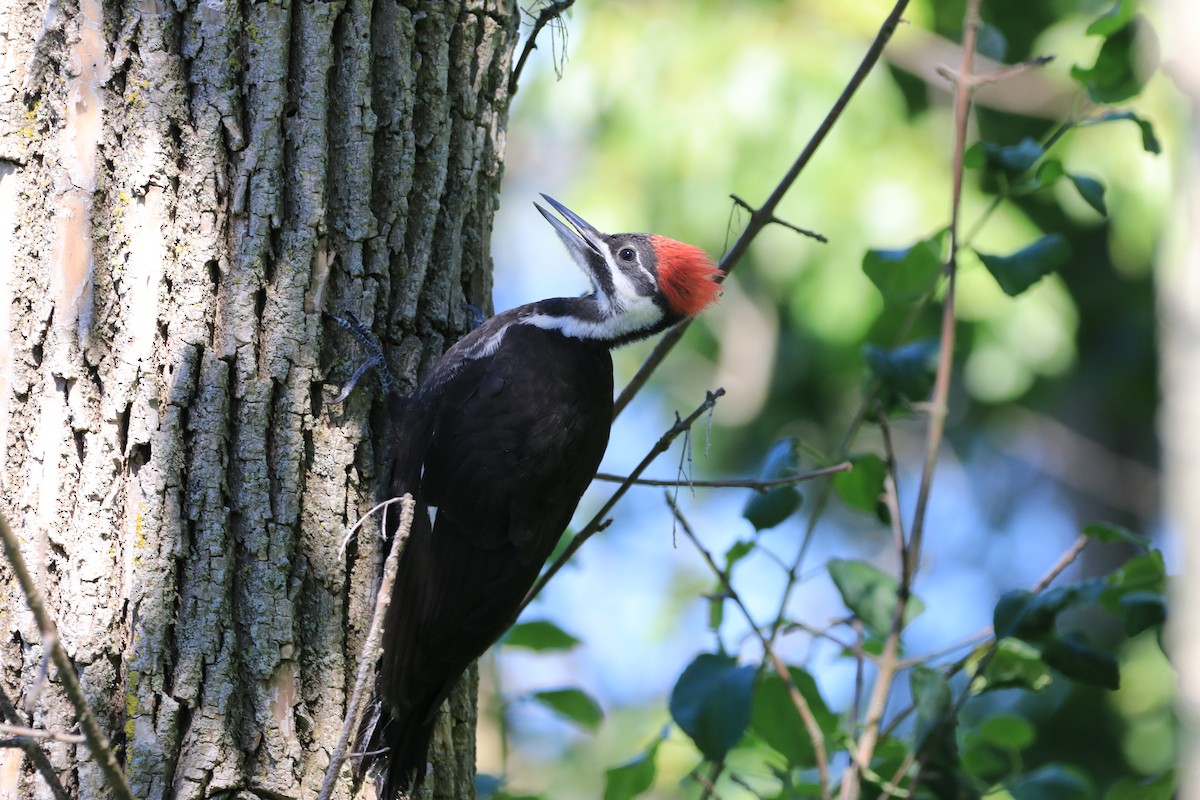 Pileated Woodpecker - ML620984159
