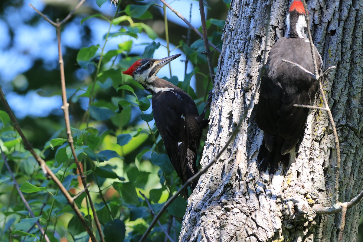 Pileated Woodpecker - ML620984164