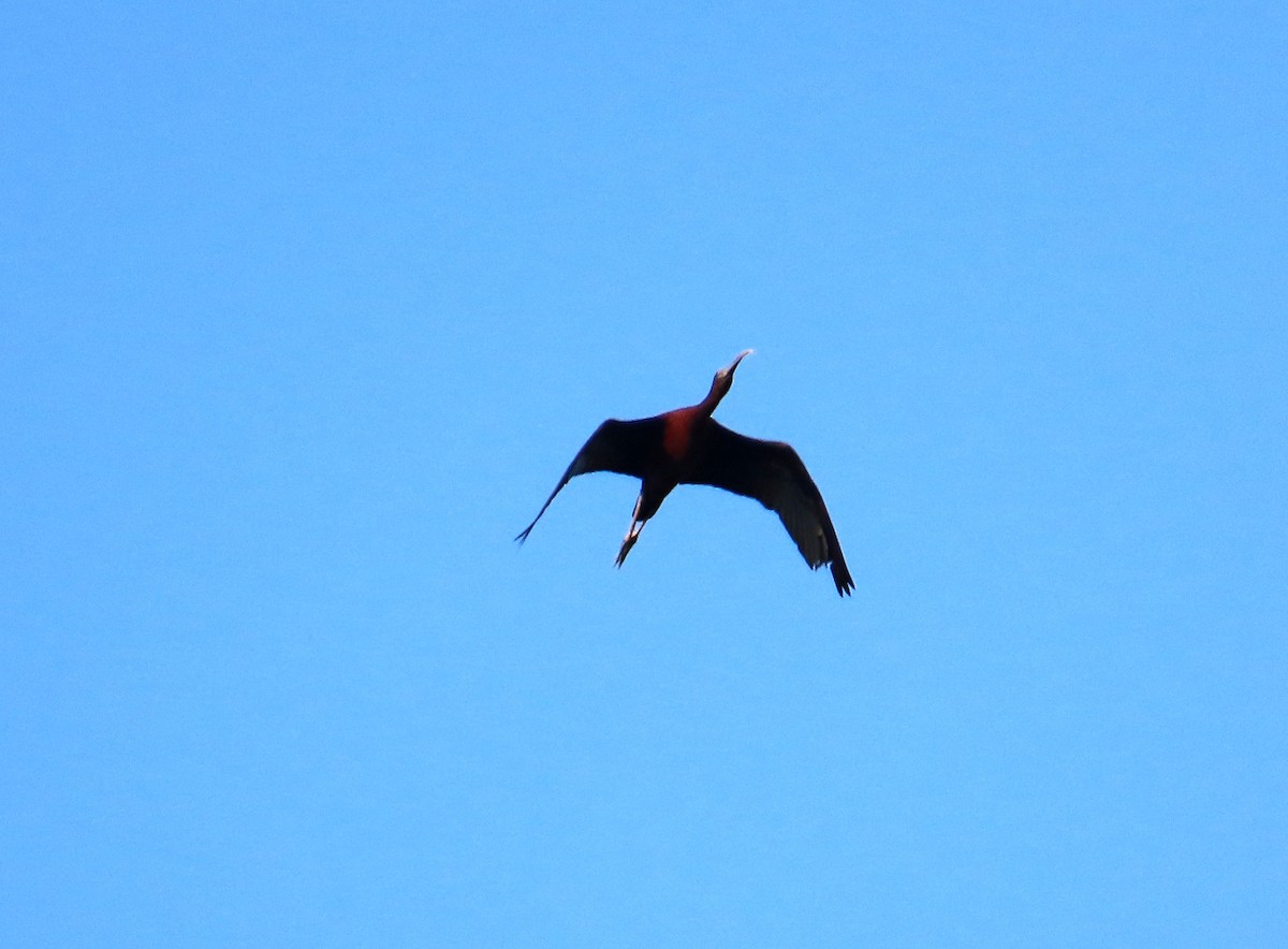 ibis hnědý - ML620984176