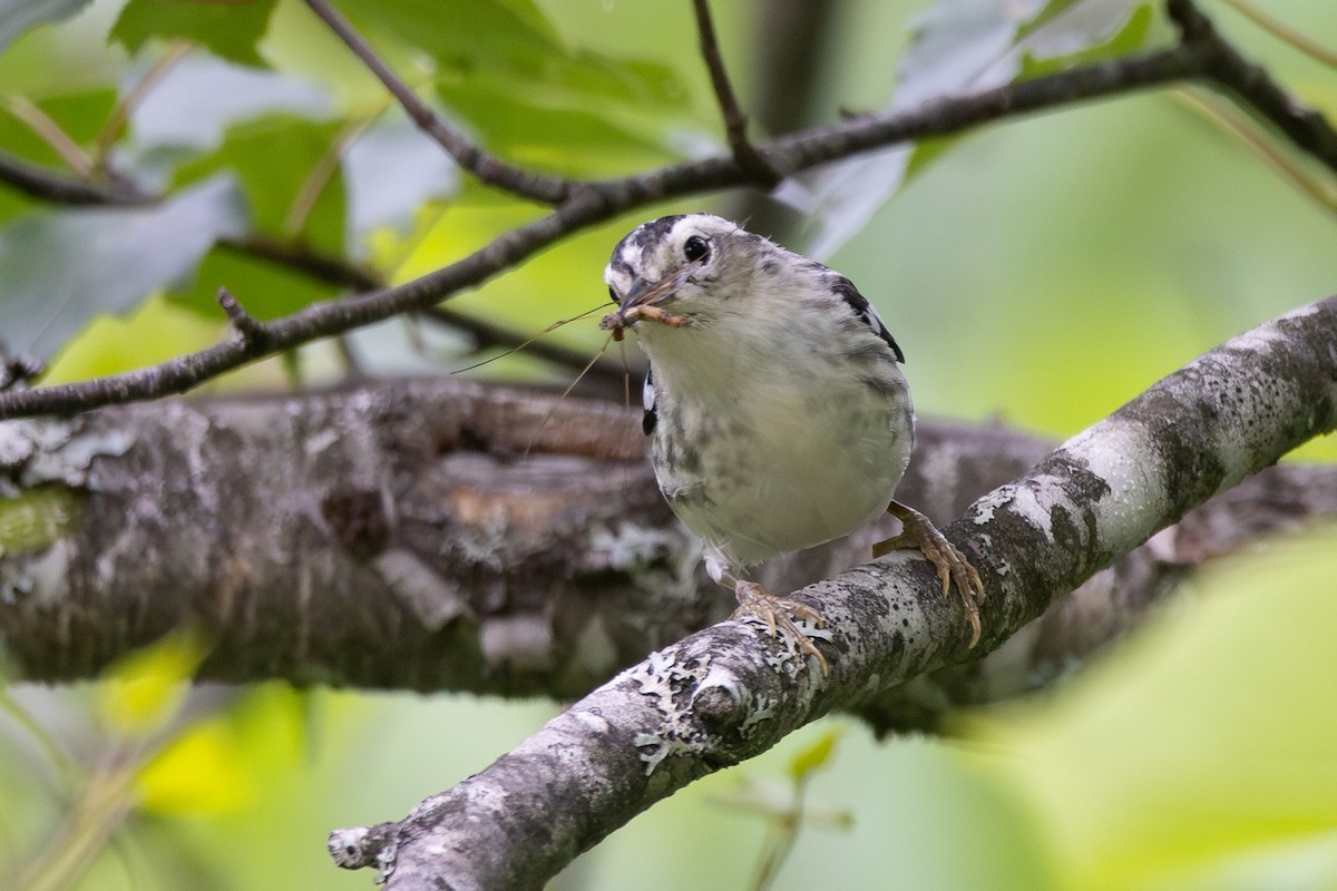Black-and-white Warbler - ML620984194