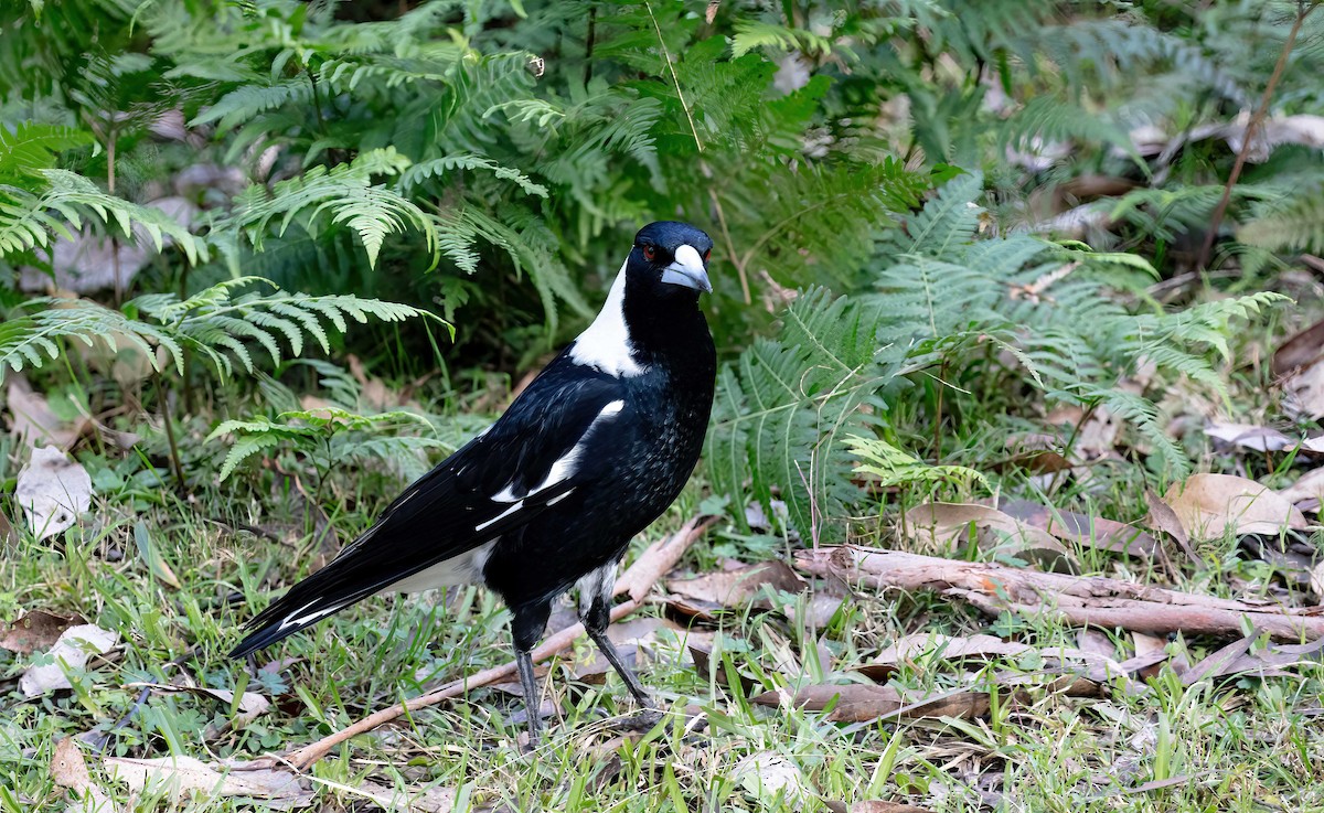 Australian Magpie (Black-backed) - ML620984307