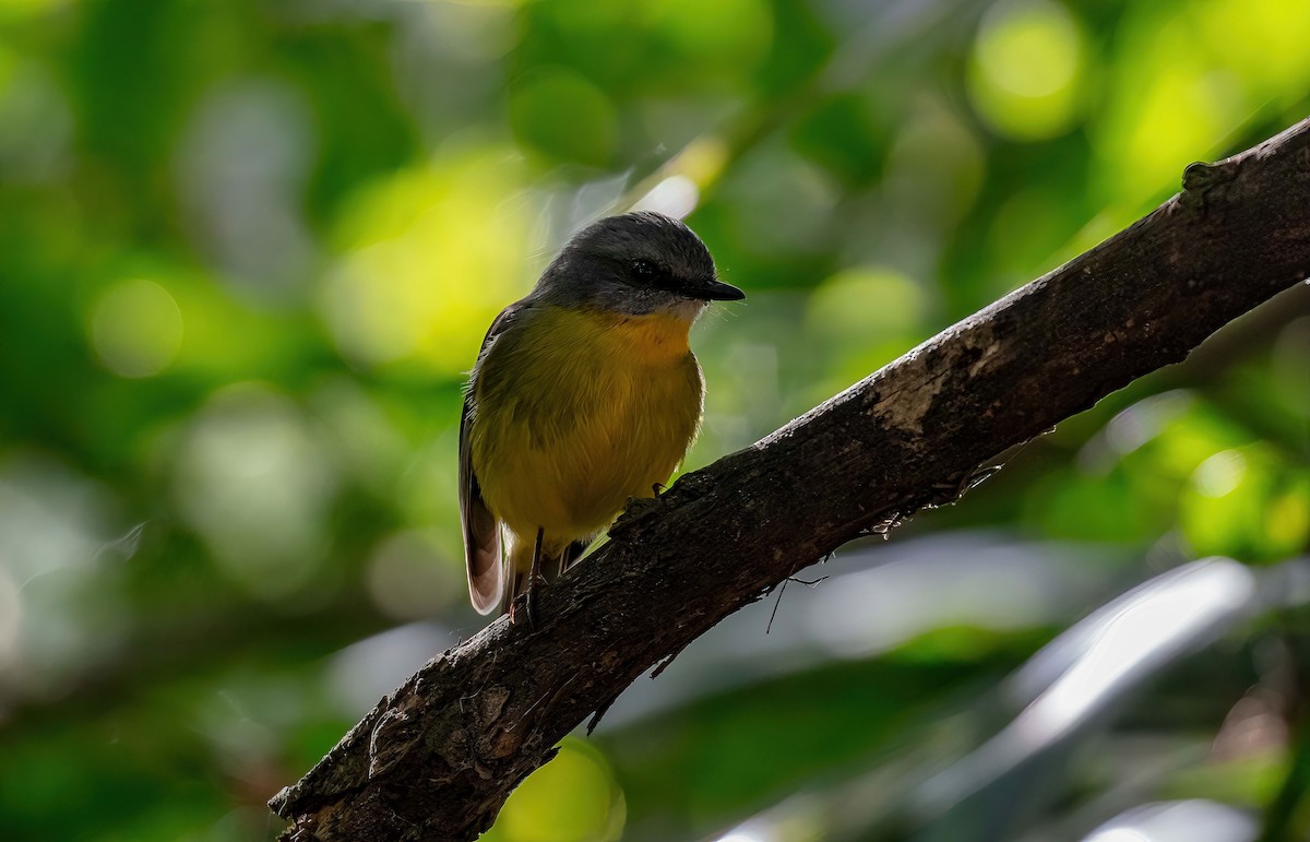 Eastern Yellow Robin - Hickson Fergusson