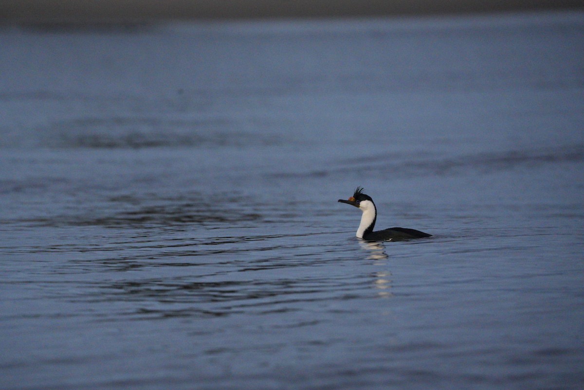 Magellanic Cormorant - ML620984361