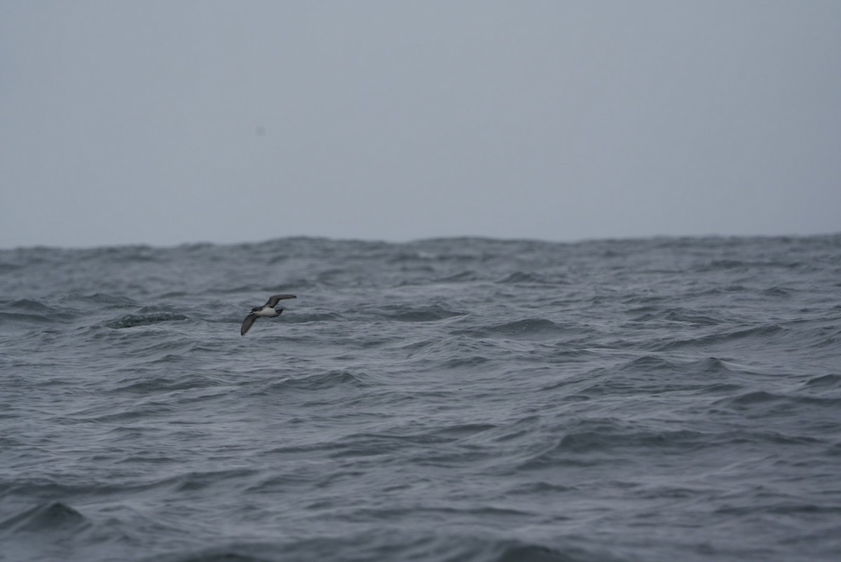 Subantarctic Shearwater - ML620984369