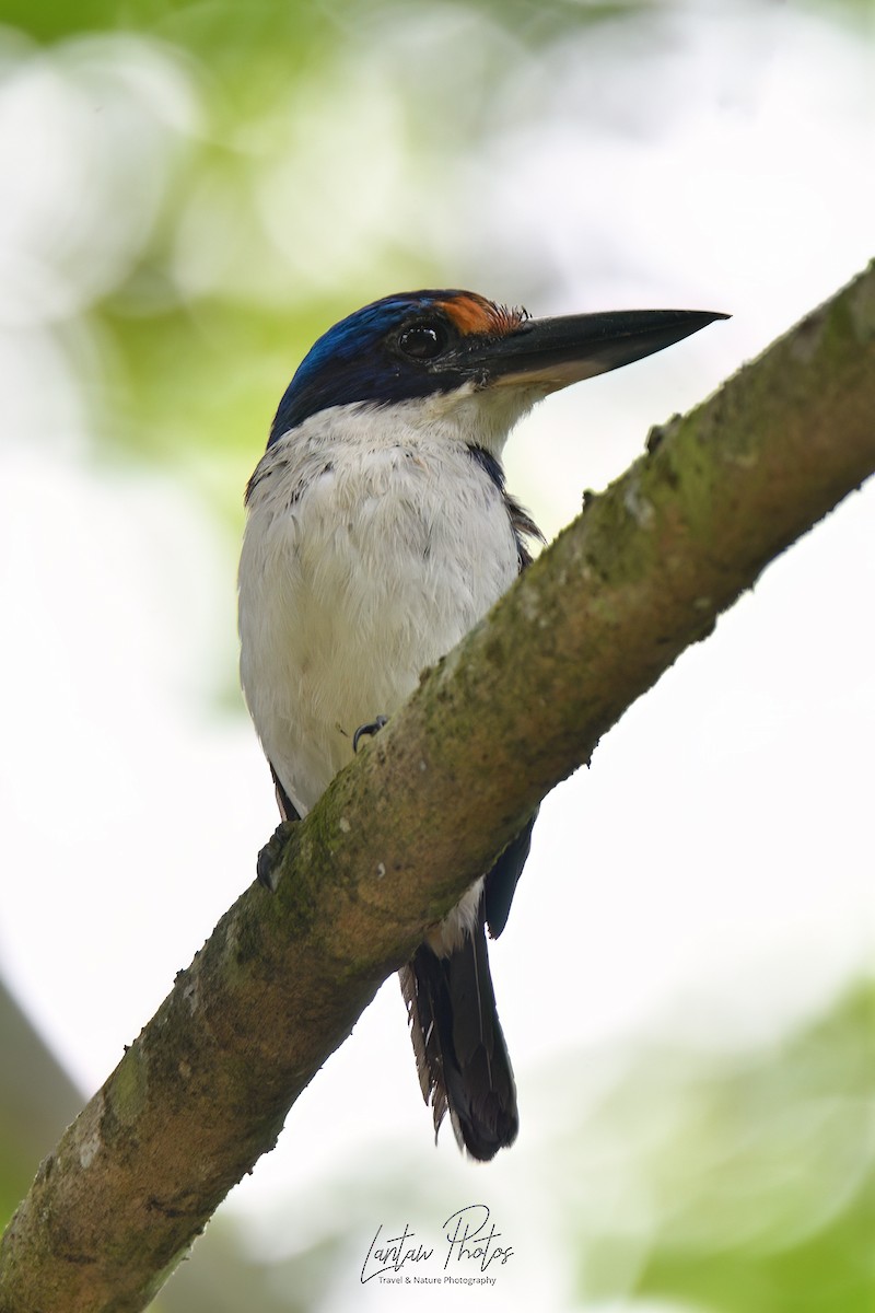 Rufous-lored Kingfisher - Allan Barredo