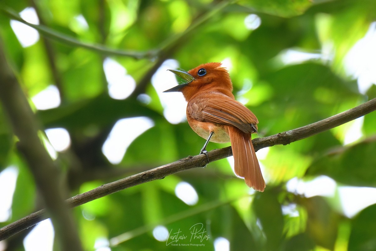 Rufous Paradise-Flycatcher (Southern) - ML620984388