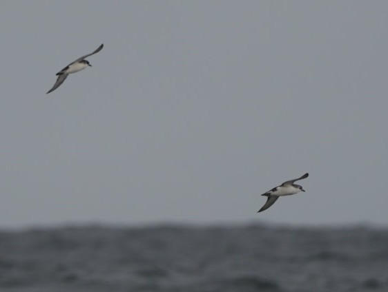 Subantarctic Shearwater - ML620984393