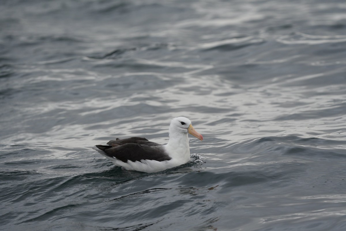 Black-browed Albatross (Black-browed) - ML620984396