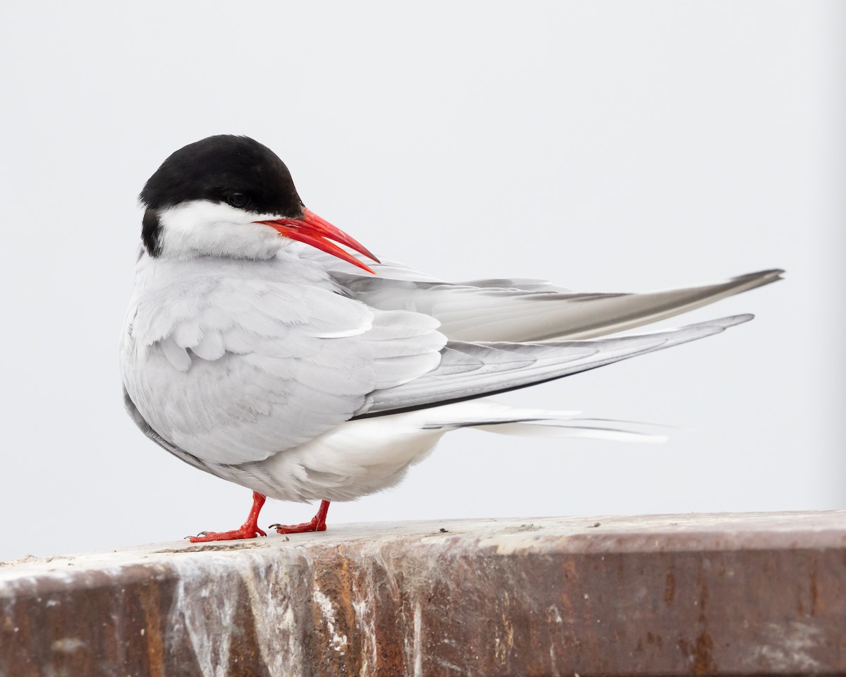 Arctic Tern - Jeff Lewis