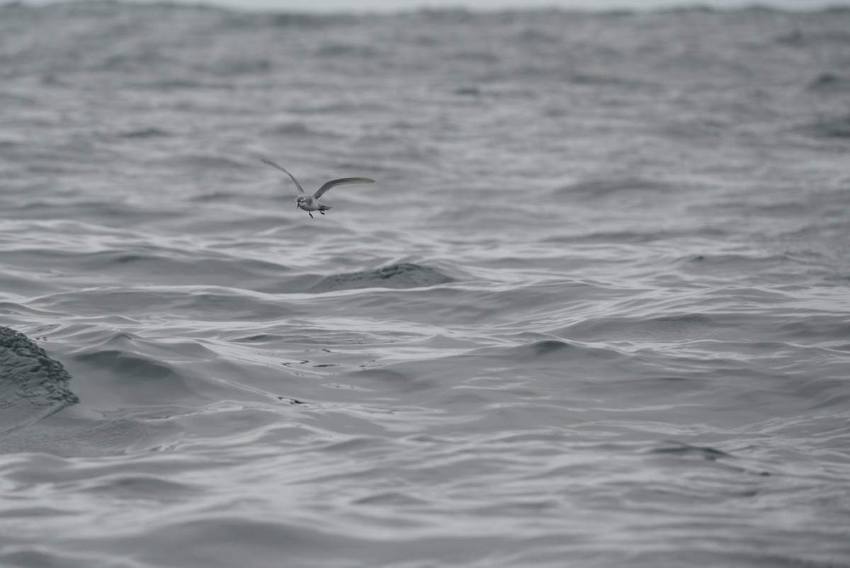 Slender-billed Prion - ML620984401