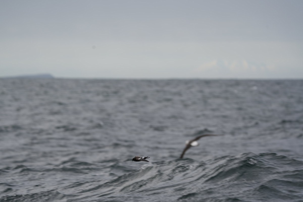 Pincoya Storm-Petrel - ML620984408