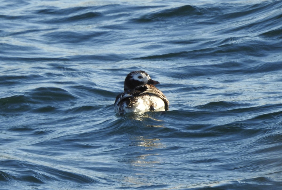 Long-tailed Duck - ML620984414