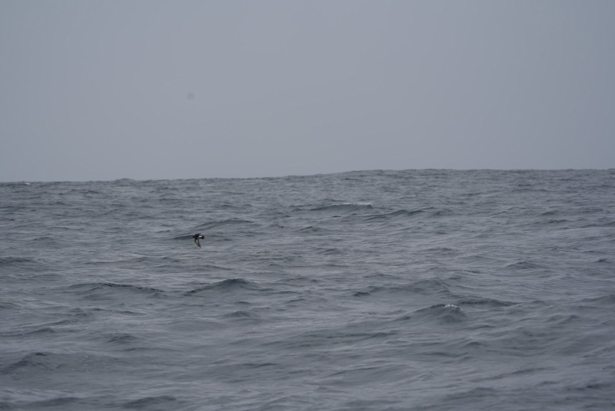 Pincoya Storm-Petrel - ML620984415
