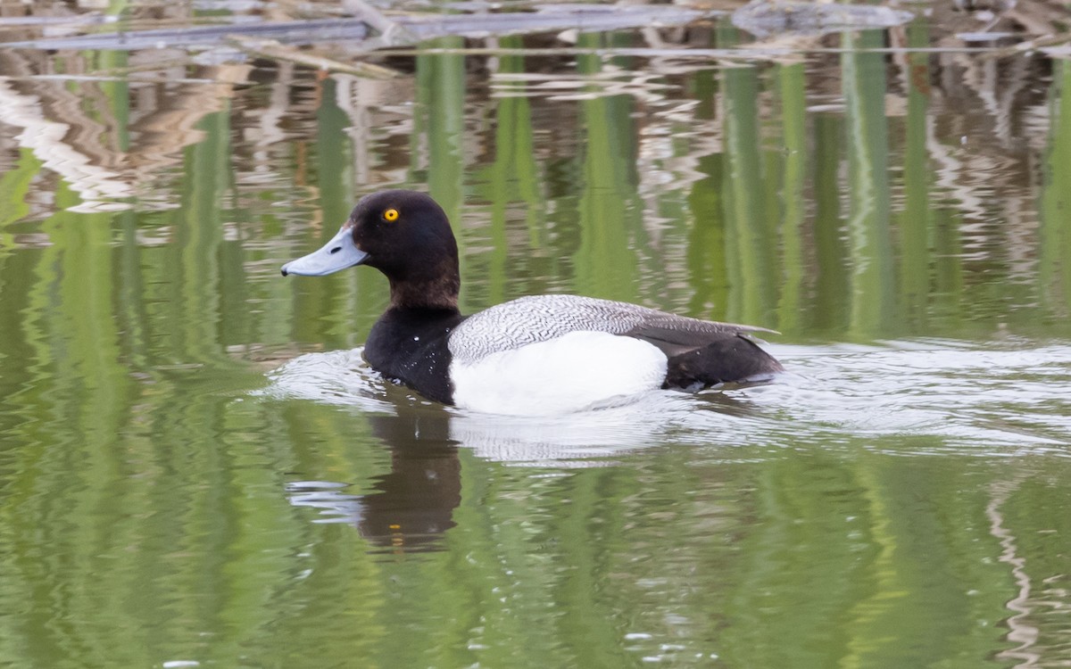 Greater Scaup - ML620984416