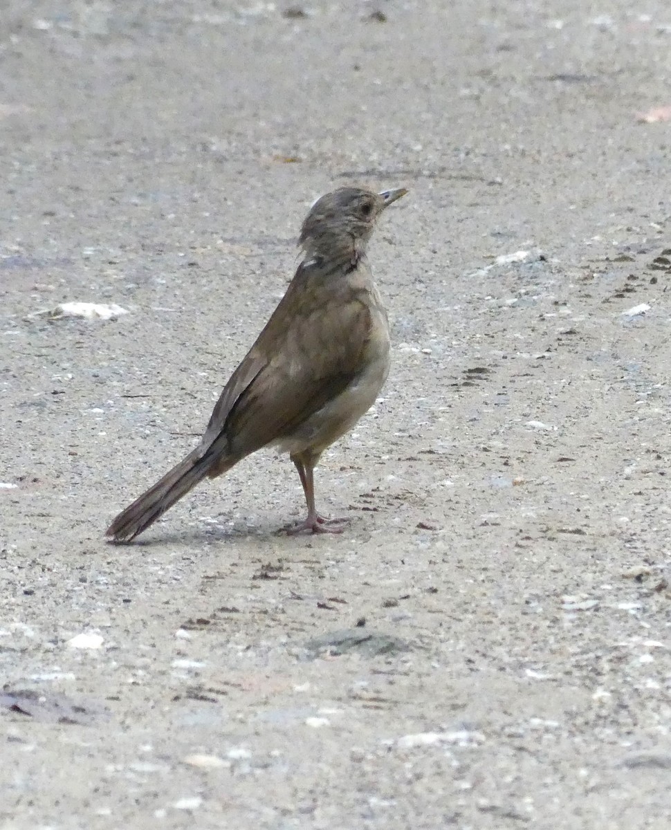 Pale-breasted Thrush - ML620984446