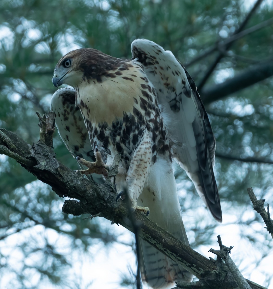 Red-tailed Hawk - ML620984459