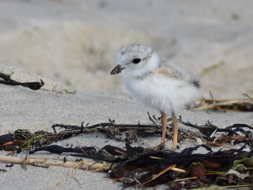 Piping Plover - ML620984491