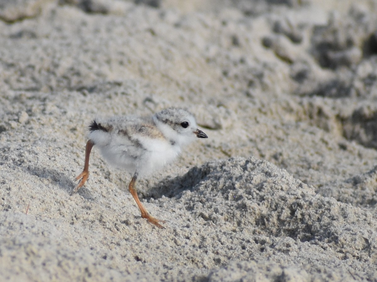 Piping Plover - Lee Toomey