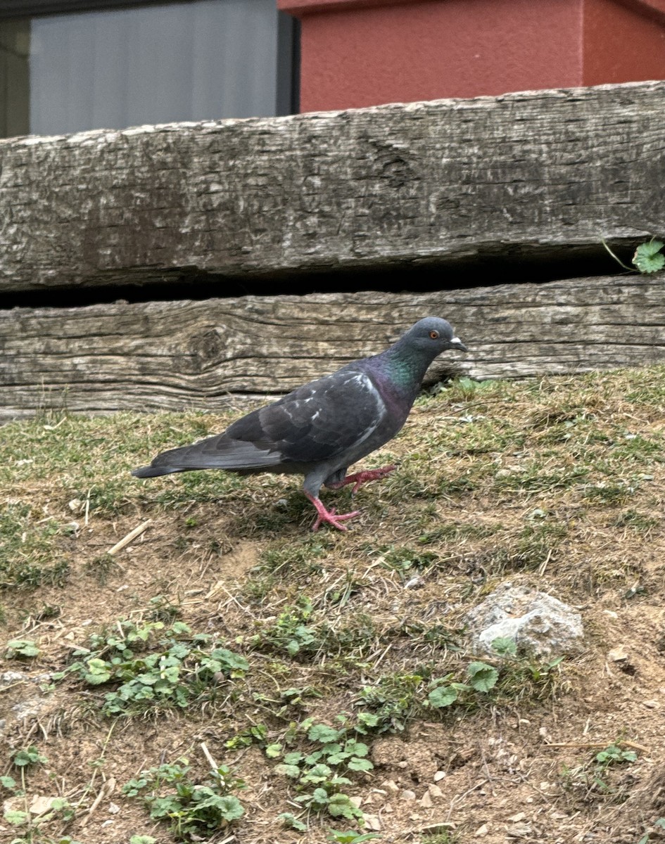 Rock Pigeon (Feral Pigeon) - ML620984541