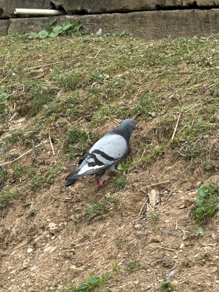 Rock Pigeon (Feral Pigeon) - ML620984542