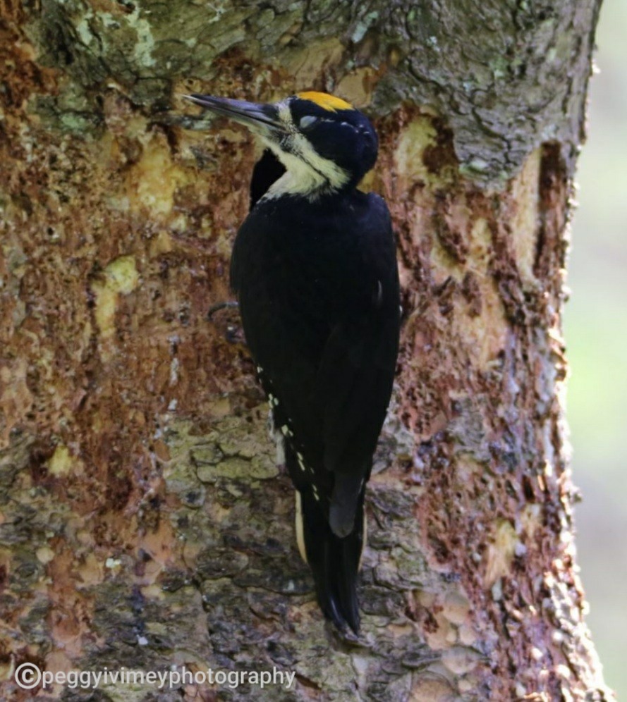 Black-backed Woodpecker - Margaret Ivimey
