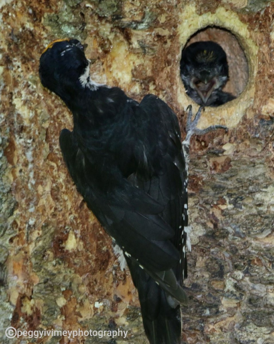 Black-backed Woodpecker - ML620984571