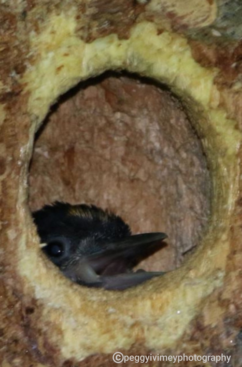 Black-backed Woodpecker - ML620984574