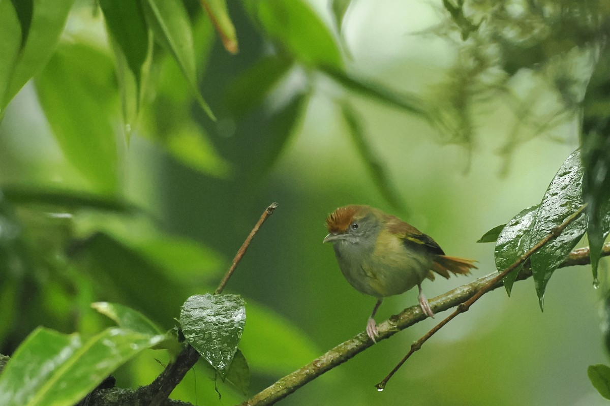 Tawny-crowned Greenlet - ML620984576