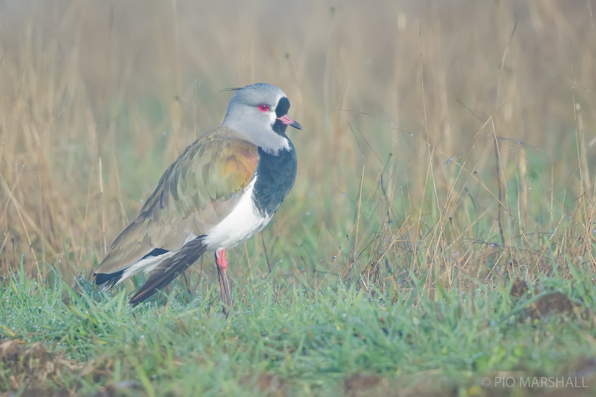 Southern Lapwing - ML620984603