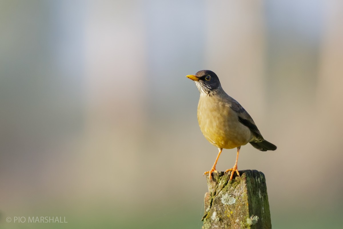 Austral Thrush - ML620984618