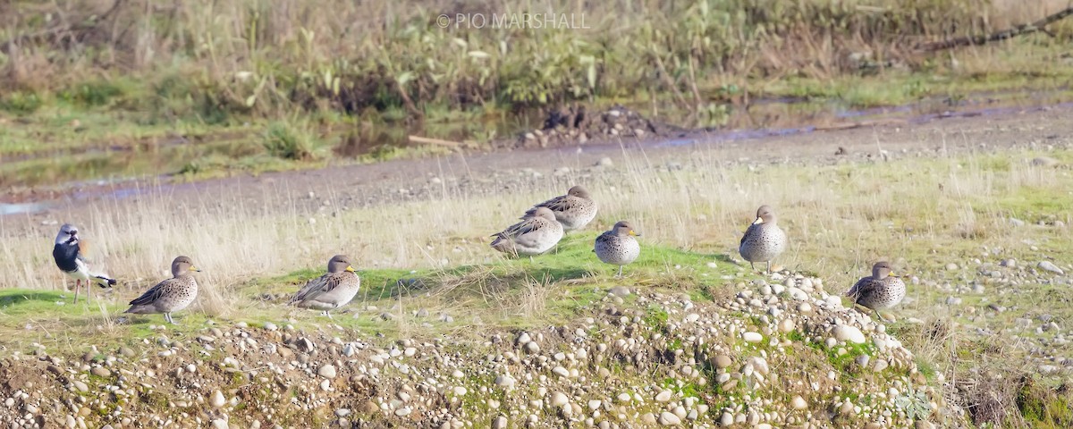 Yellow-billed Teal - ML620984644
