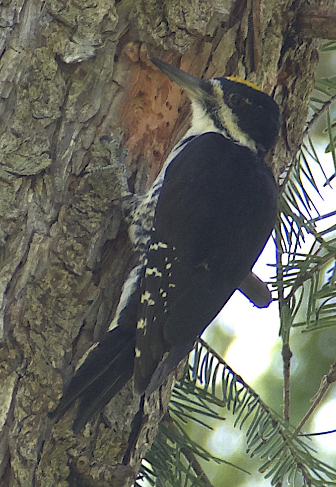 Black-backed Woodpecker - ML620984656