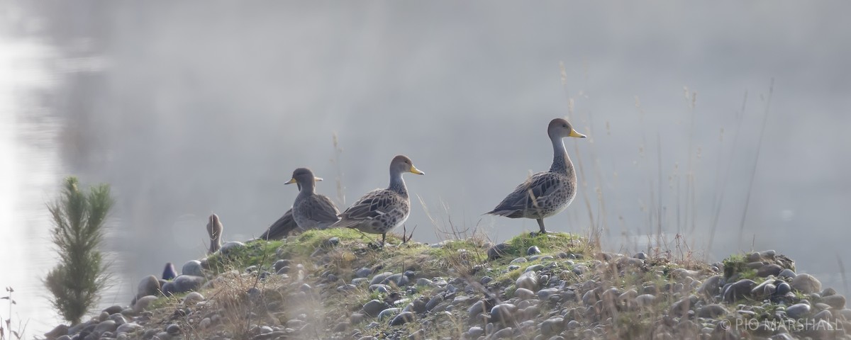 Yellow-billed Pintail - ML620984657