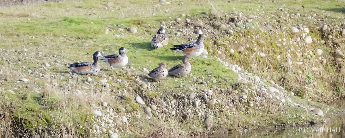Chiloe Wigeon - ML620984666