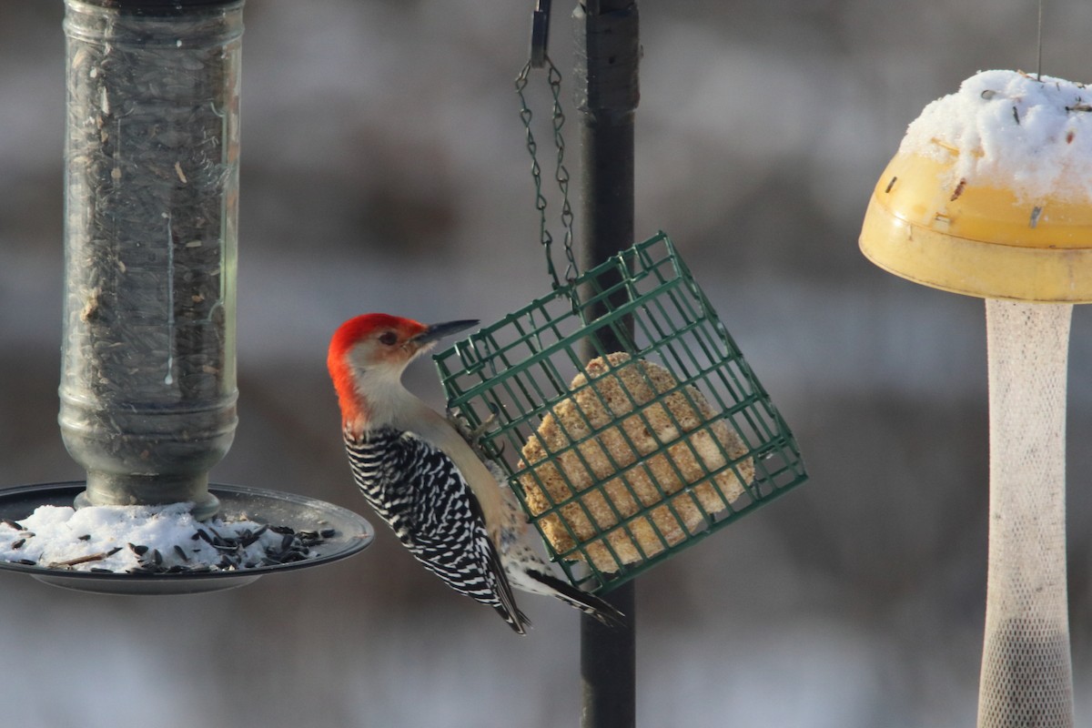 Red-bellied Woodpecker - ML620984675