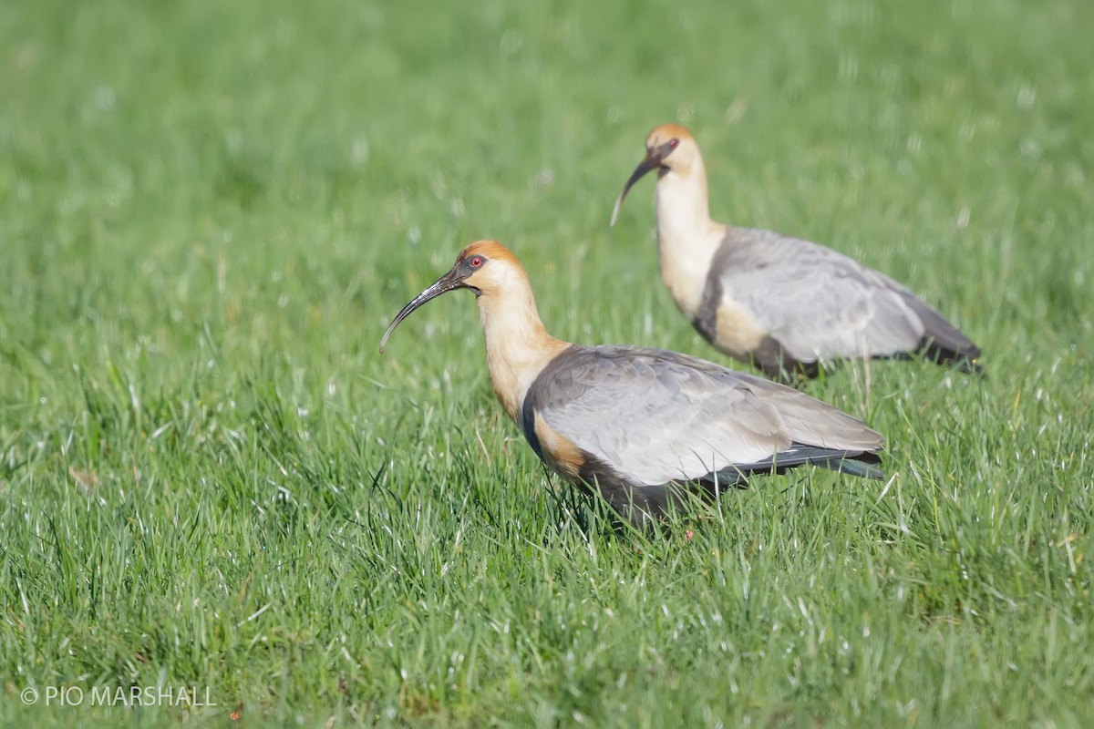 Black-faced Ibis - ML620984698