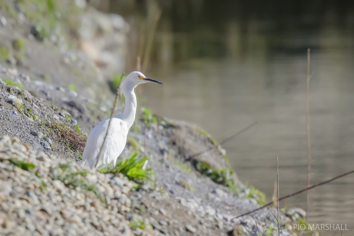 Snowy Egret - ML620984706