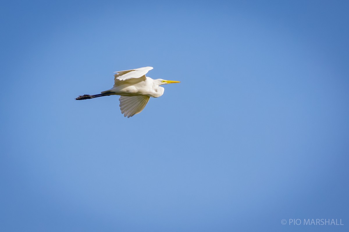 Цасч дэглий - ML620984711