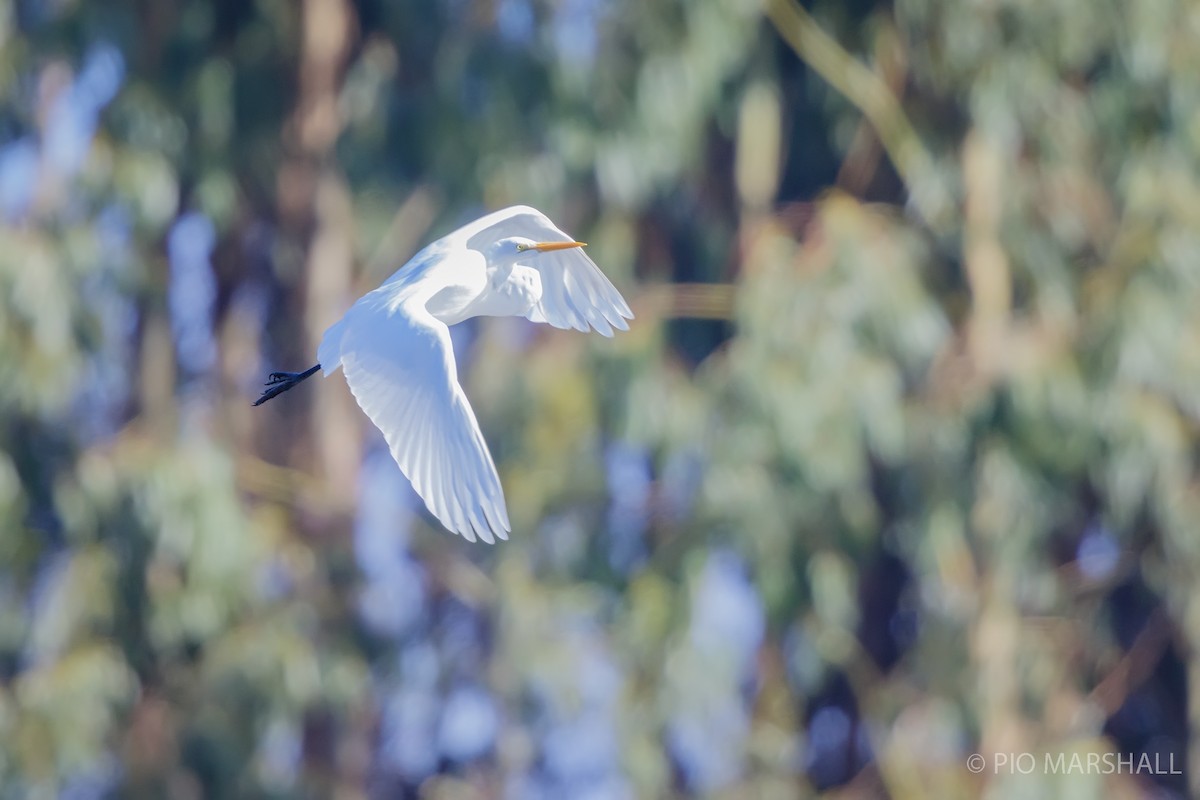 Цасч дэглий - ML620984712