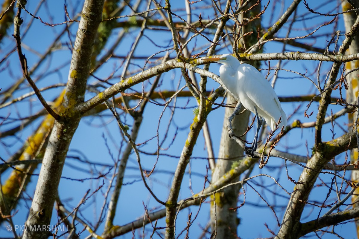 Цасч дэглий - ML620984713