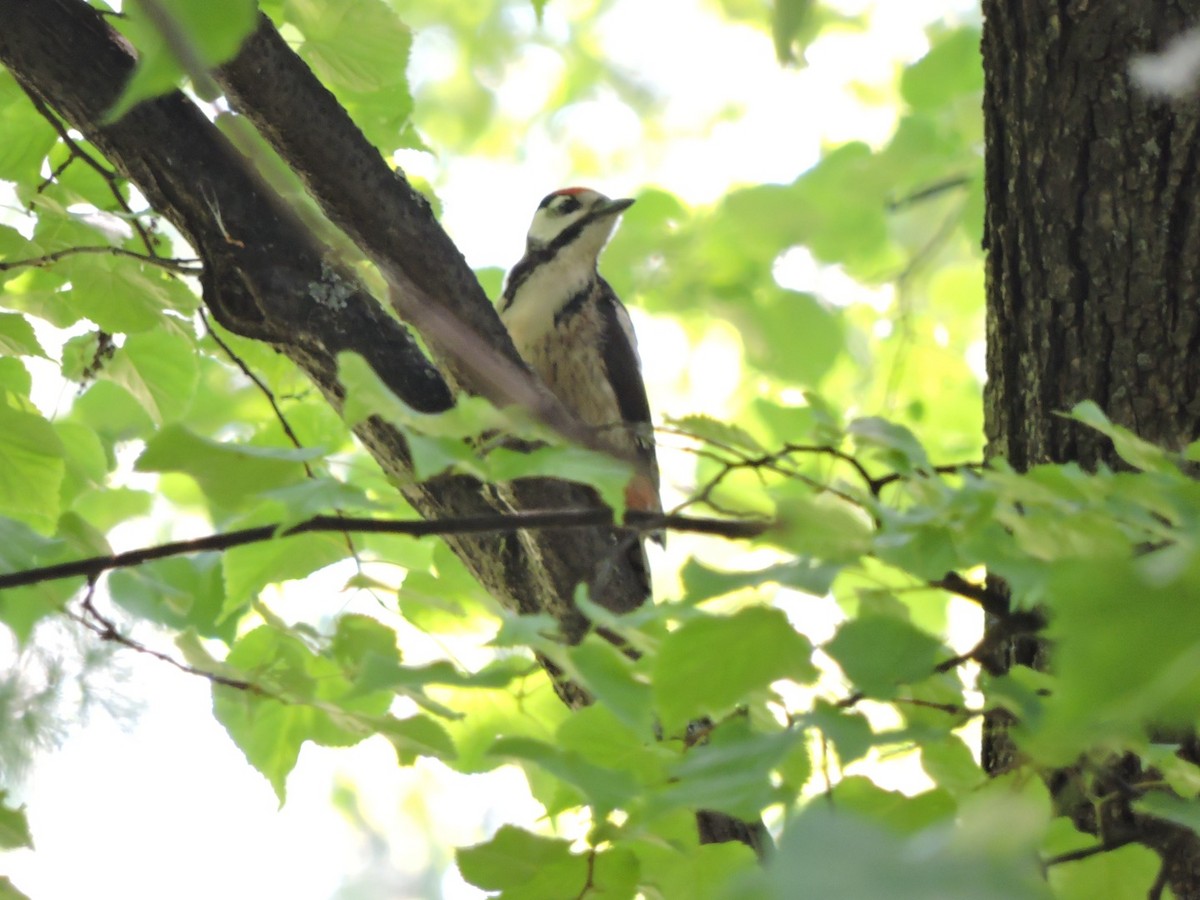 Great Spotted Woodpecker - ML620984719