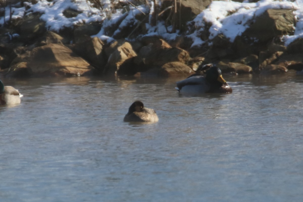 Greater Scaup - ML620984724