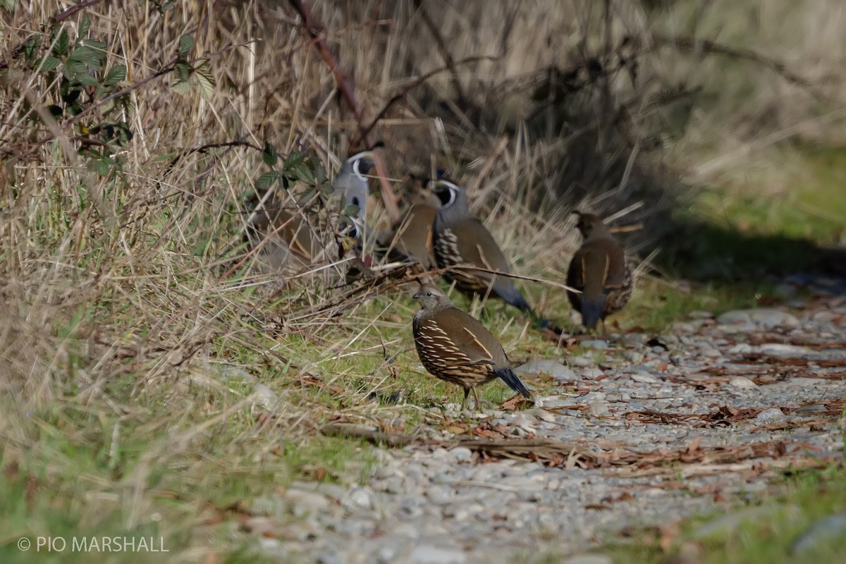 California Quail - ML620984732