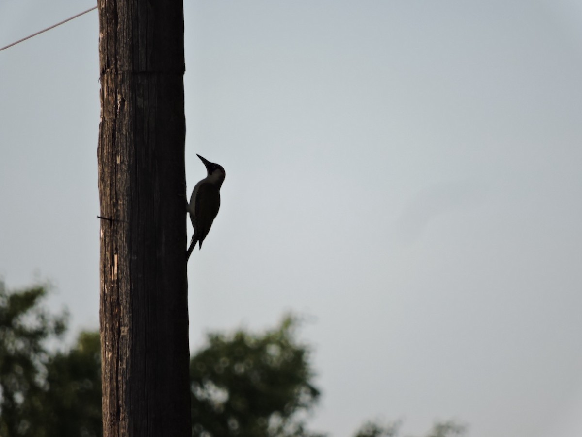 Eurasian Green Woodpecker - ML620984766