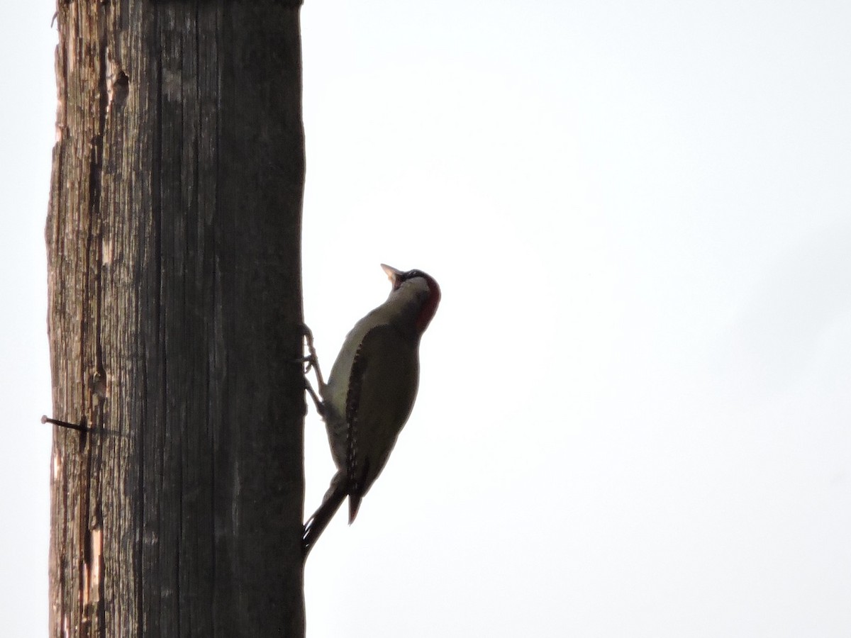Eurasian Green Woodpecker - ML620984767