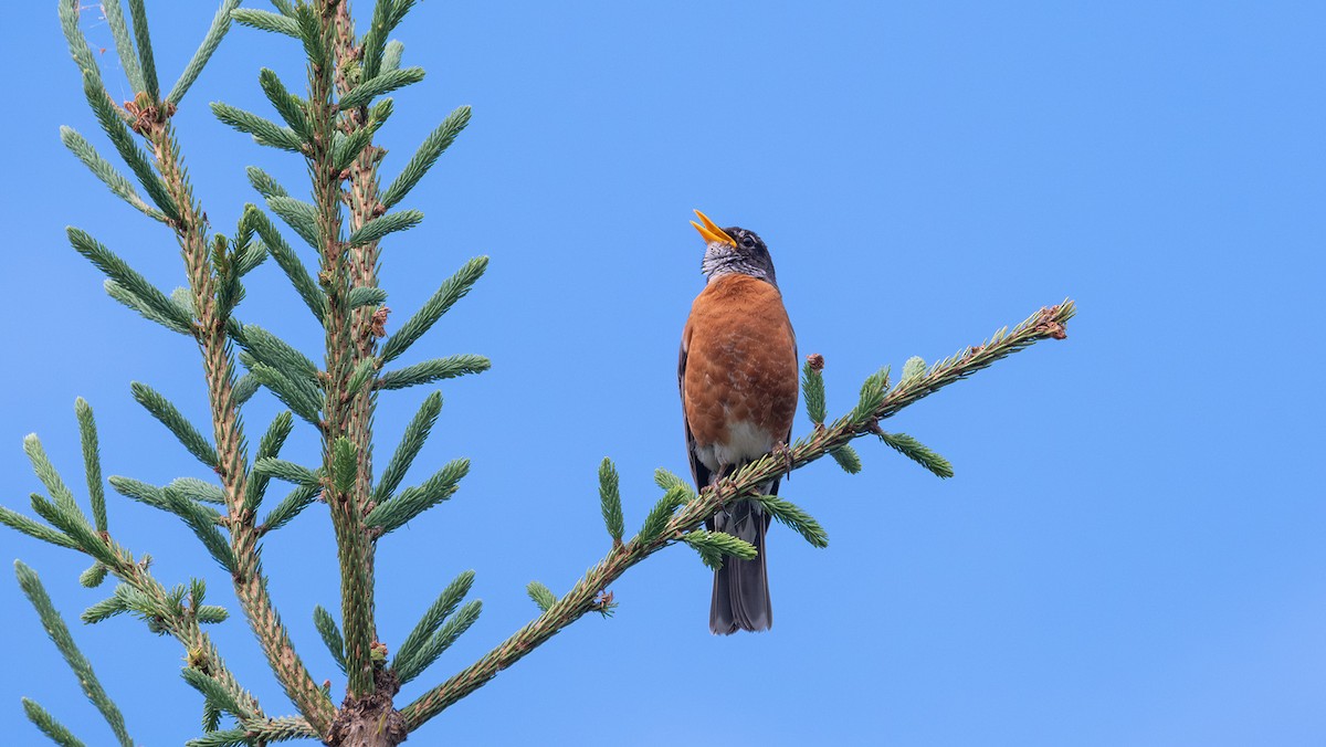 Дрізд мандрівний - ML620984784