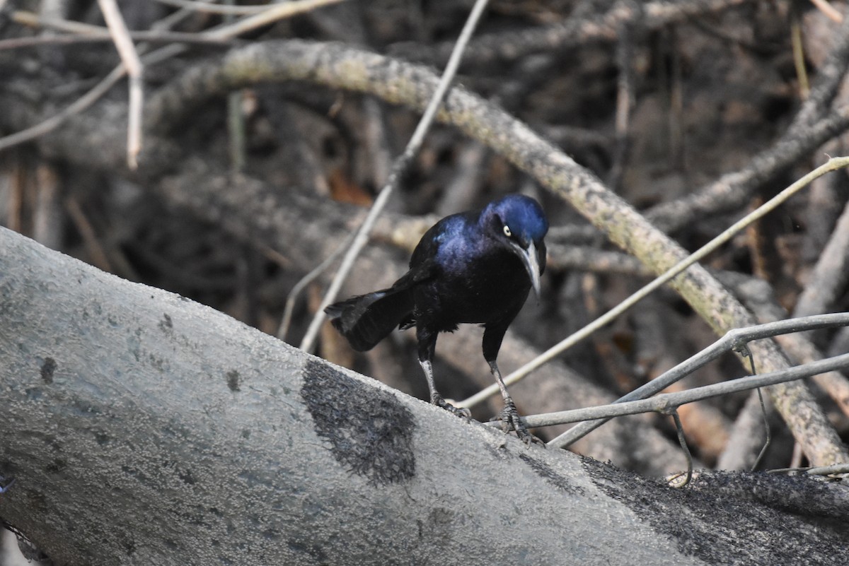 Great-tailed Grackle - ML620984796