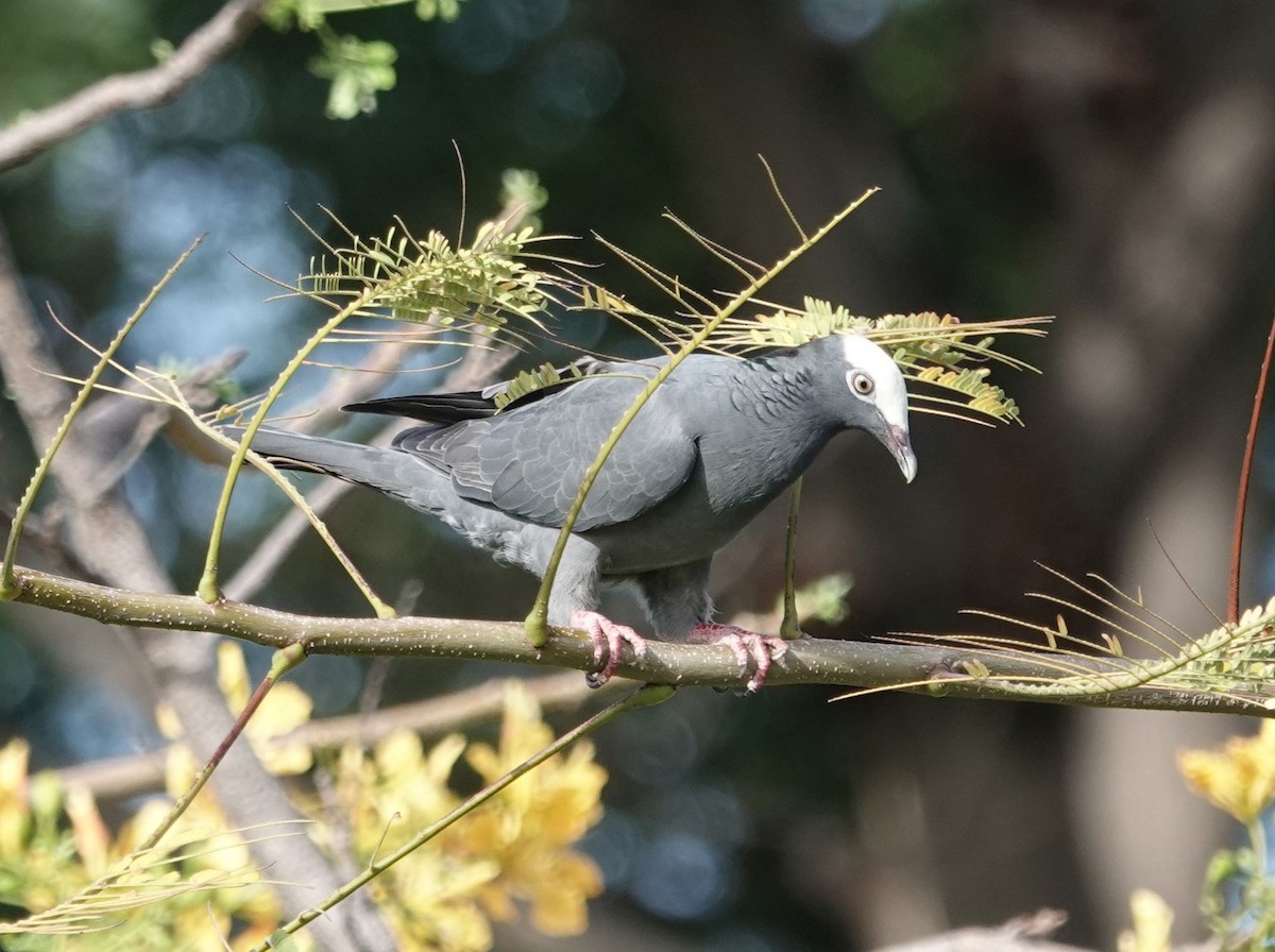 White-crowned Pigeon - ML620984799